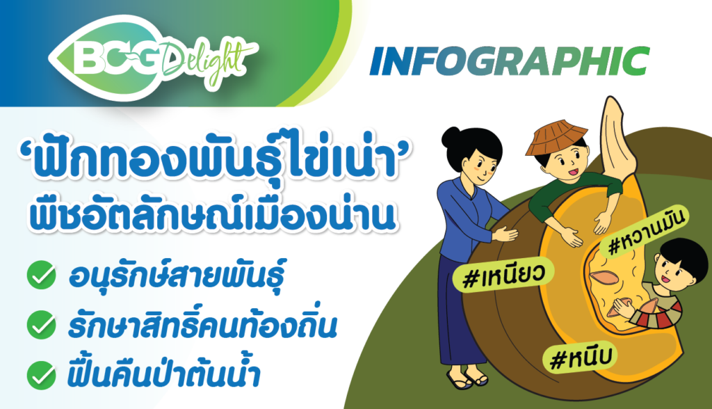 ฟักทองพันธุ์ไข่เน่า พืชอัตลักษณ์เมืองน่าน