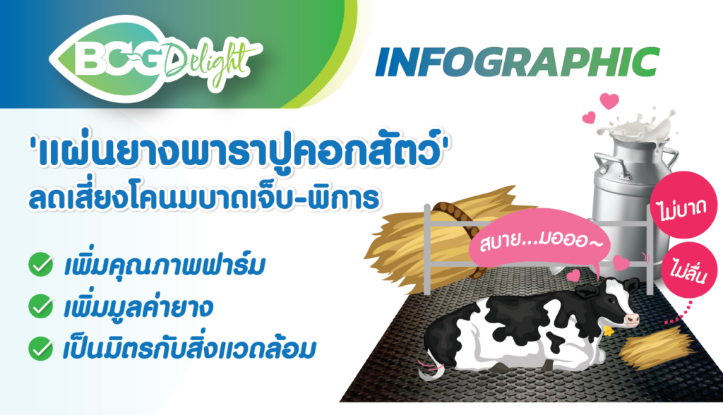 แผ่นยางพาราปูคอกสัตว์ ลดเสี่ยงโคนมบาดเจ็บ-พิการ